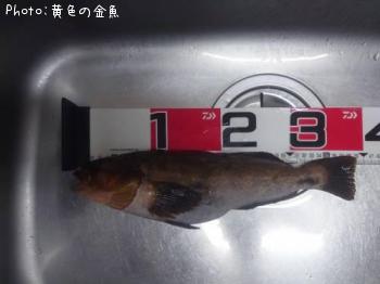 アイナメ
