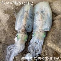 アオリイカ