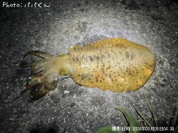 アオリイカ