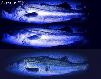 シーバス