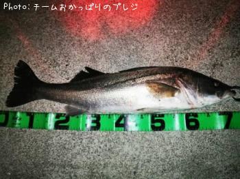 シーバス
