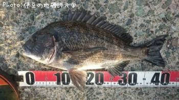 クロダイ