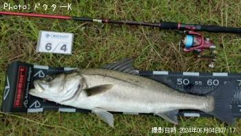 シーバス