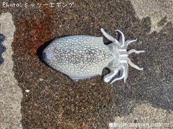 䥱