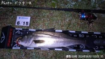 シーバス