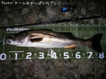 シーバス