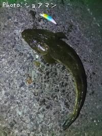 ޥ