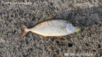 ショゴ