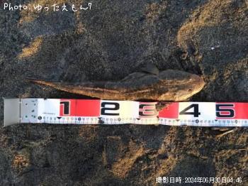 ޥ