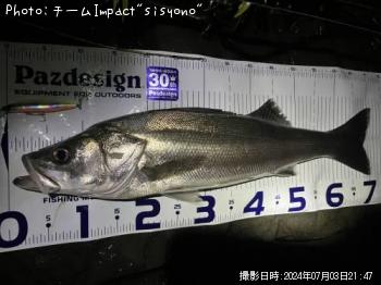 シーバス