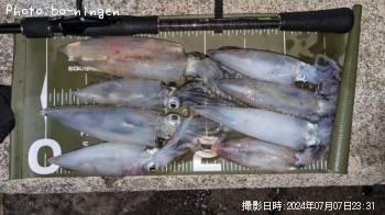 ケンサキイカ