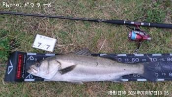 シーバス