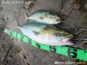 饵ʥ