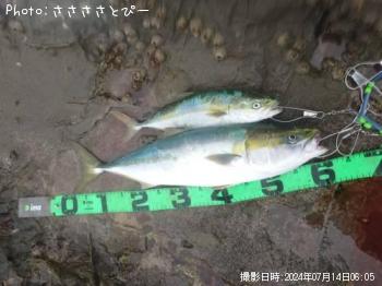 饵ʥ