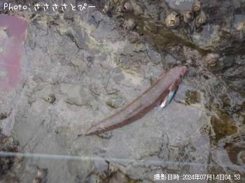 饵ʥ