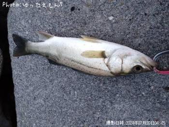 シーバス