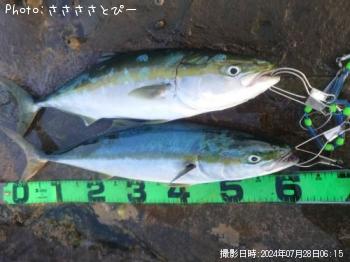 饵