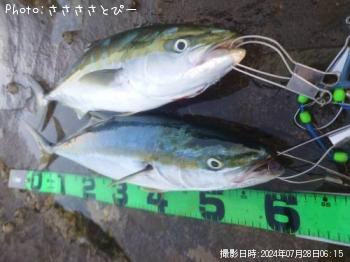 饵