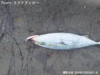 饵