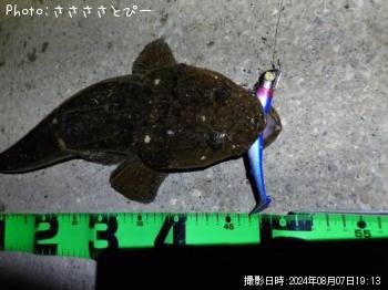 マゴチ