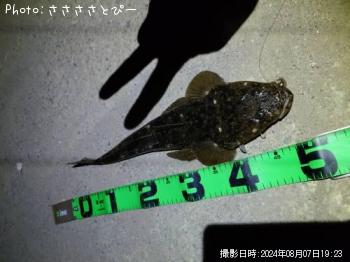 マゴチ