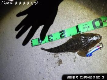 マゴチ