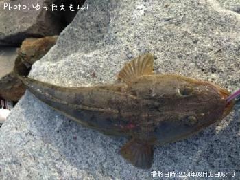 マゴチ