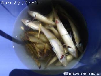 ޥ勵ꥬ