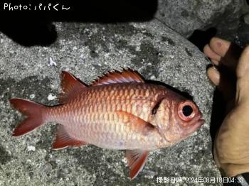 ナミマツカサ
