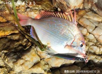 真鯛
