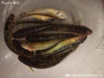 ハゼ