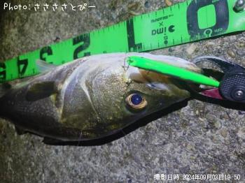シーバス