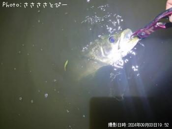 シーバス
