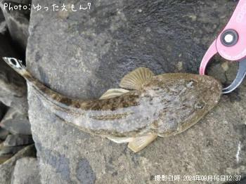 マゴチ