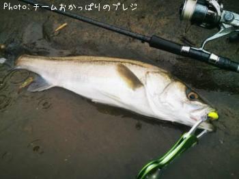 シーバス