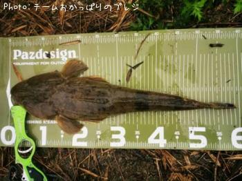 マゴチ