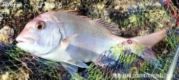 真鯛