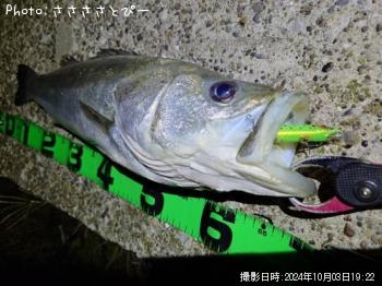 シーバス