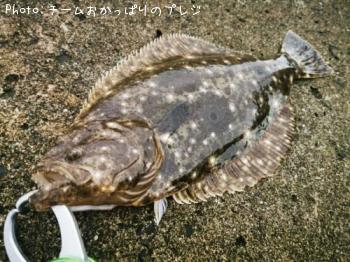 ヒラメ