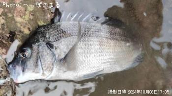 チヌ