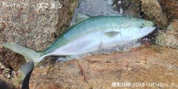 ハマチ