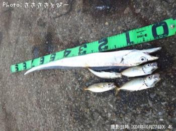 太刀魚＆アジ＆サバ＆コノシロ