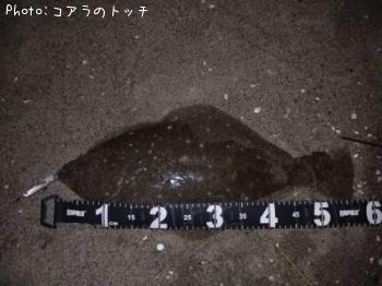 ヒラメ