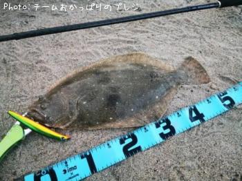 ヒラメ