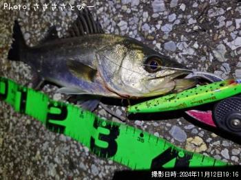 シーバス