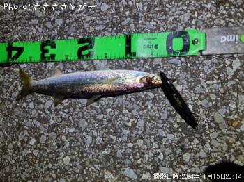 カマス＆シーバス