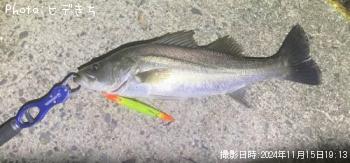 シーバス