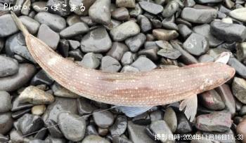 エソ
