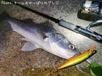 シーバス