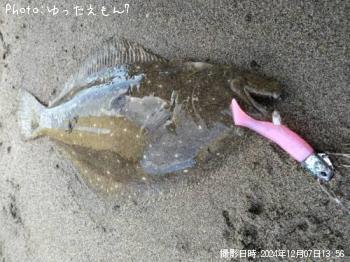 ヒラメ